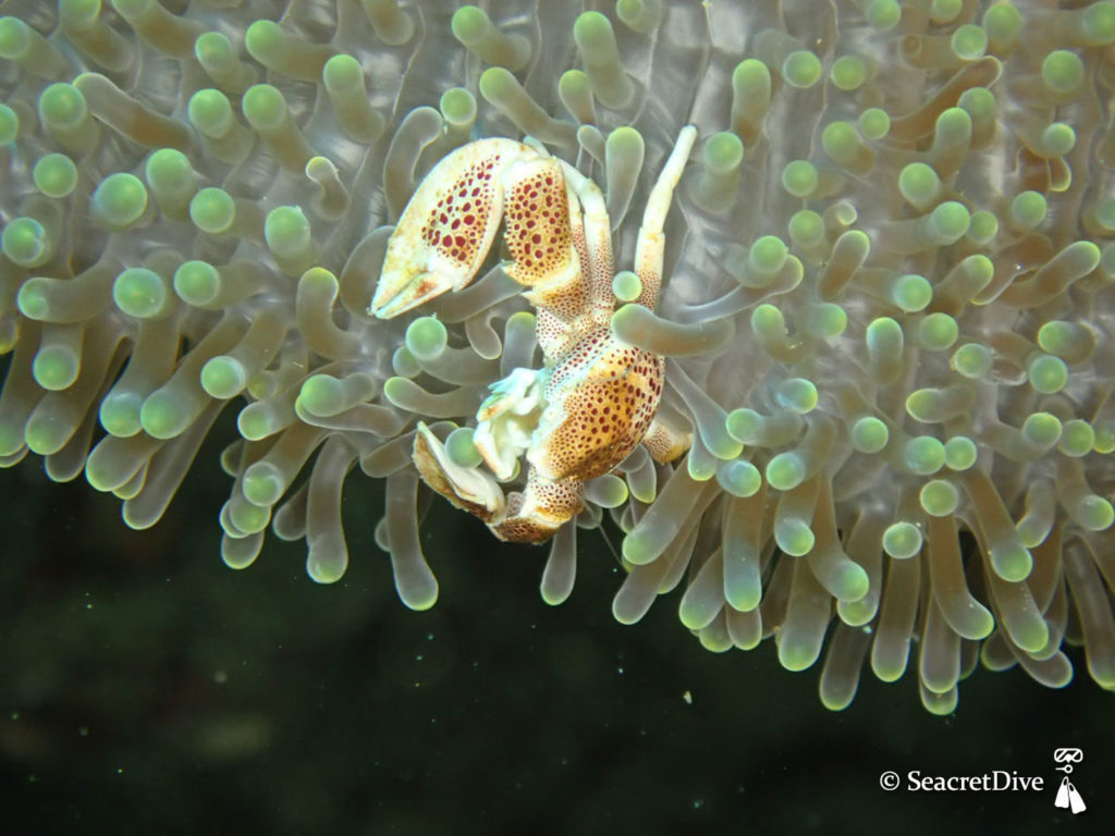 crabe-porcelaine-philippines-seacretdive-plongee-biologie-sous-marine