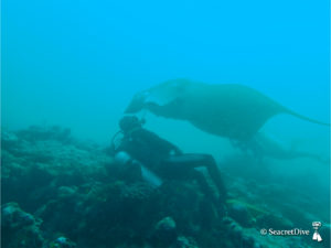 raie-manta-jc-rapprochement-maldives-seacretdive