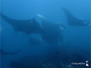 raies-manta-ballet-maldives-seacretdive
