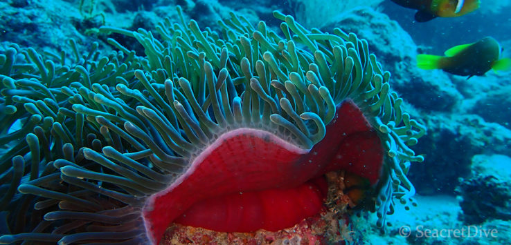 Anémone magnifique en forme de bouche rouge