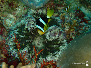 poisson-clown-clark-anemone-collier-perles-maldives-seacretdive