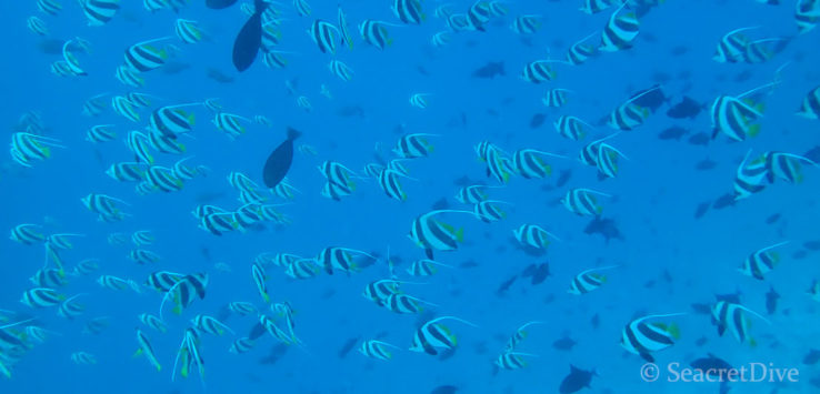 banc-cochers-maldives-seacretdive