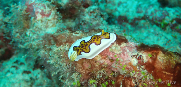 Chromodoris de Glenie sur fond rocheux