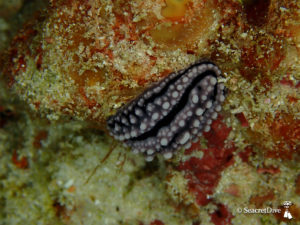phyllidie-ceylan-maldives-seacretdive