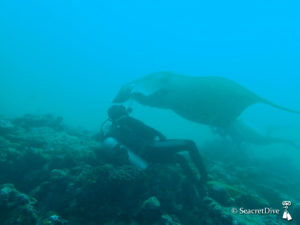 raie-manta-maldives-seacretdive