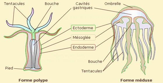 Cladocora caespitosa, shéma de l'anatomie des cnidaires, polype et méduse