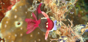 Nudibranche Nembrotha chamberlaini, image de mise en avant pour le carnet de plongée des Philippines