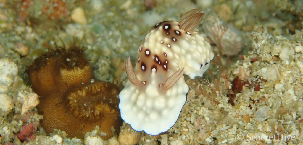 doris grumeleux seacretdive