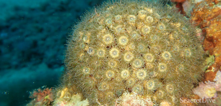 Cladocore Cladocora caespitosa zoom avec polypess bien sortis