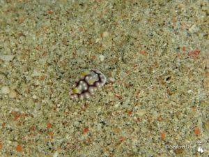 petite doris seule parmi de nombreux grains de sable