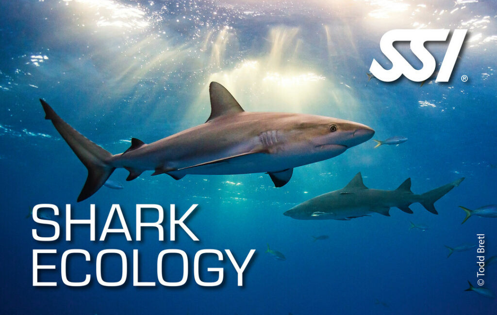 Spécialité SSI Shark Ecology