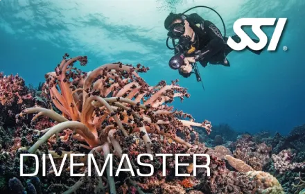 Divemaster Plongée SSI Guadeloupe