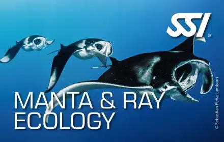 Manta & Ray Ecology Plongée SSI Guadeloupe