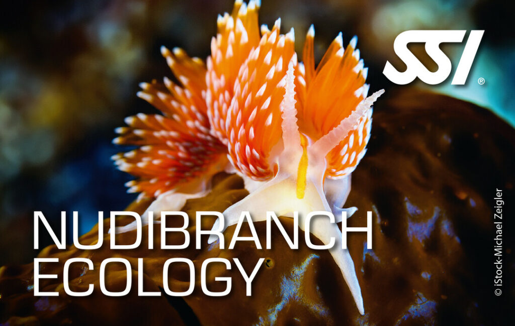 Nudibranch Ecology