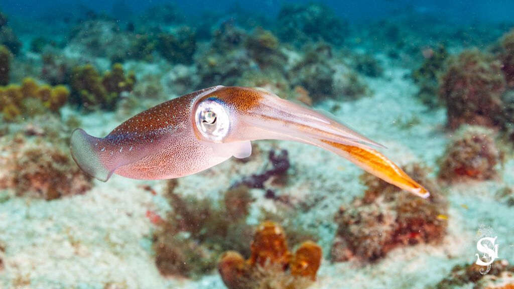 Calamar ou seiche en Guadeloupe