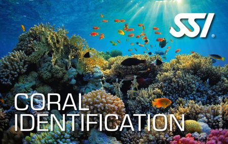 Presentation-Coral Identification