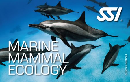 Presentation-Marine Mammal Ecology
