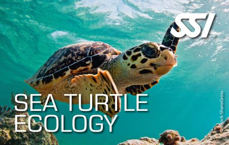 Presentation-Sea Turtle Ecology